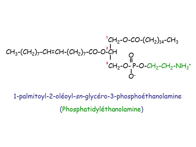 1-palmitoyl-2-oléoyl-sn-glycéro-3-phosphoéthanolamine (Phosphatidyléthanolamine)